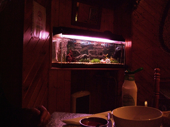 おうちカフェ併設水族館オープン003