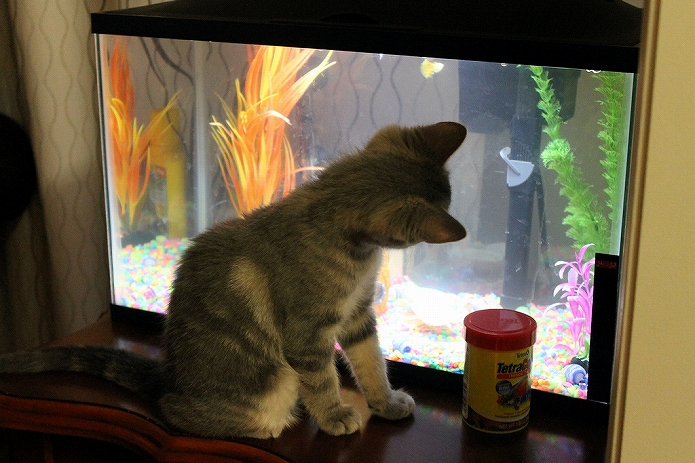 おうちカフェ併設水族館オープン008