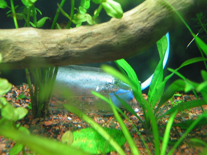 おうちカフェ併設水族館オープン002
