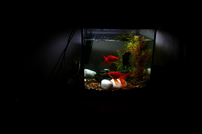 おうちカフェ併設水族館オープン005