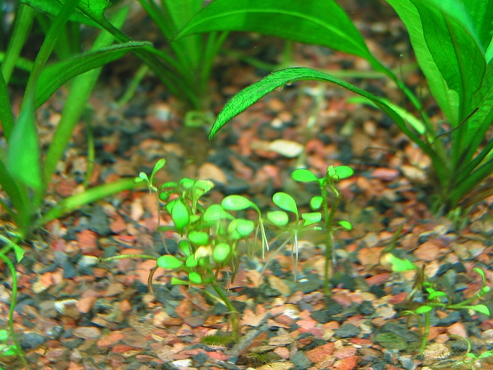 おうちカフェ併設水族館オープン001