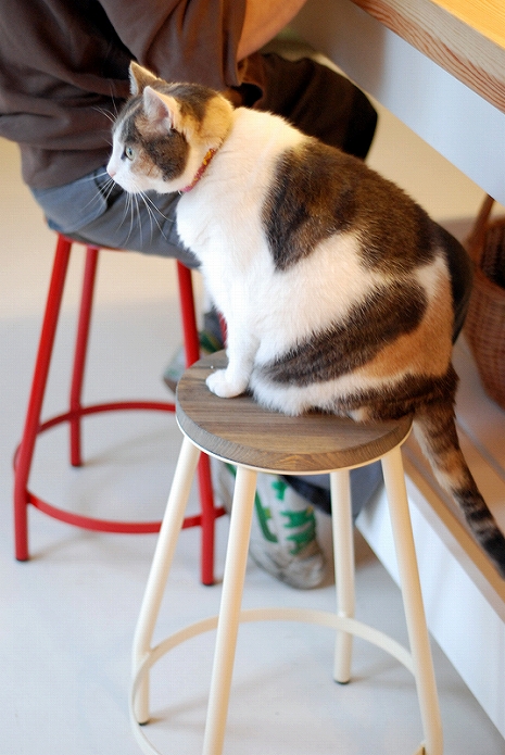 海外のおしゃれなキッチンにはペットが似合います010