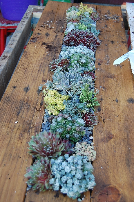 お庭でガーデニング・観葉植物をもっと可愛くおしゃれに!プランター・鉢を木製パレットでDIYする013