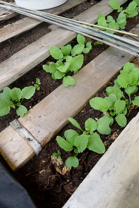 お庭でガーデニング・観葉植物をもっと可愛くおしゃれに!プランター・鉢を木製パレットでDIYする009