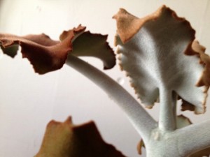 葉っぱも枝も幹も産毛でフワフワ かわいい観葉植物の名前は?003