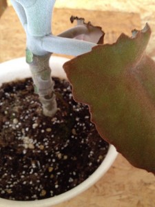 葉っぱも枝も幹も産毛でフワフワ かわいい観葉植物の名前は?008