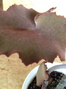 葉っぱも枝も幹も産毛でフワフワ かわいい観葉植物の名前は?010