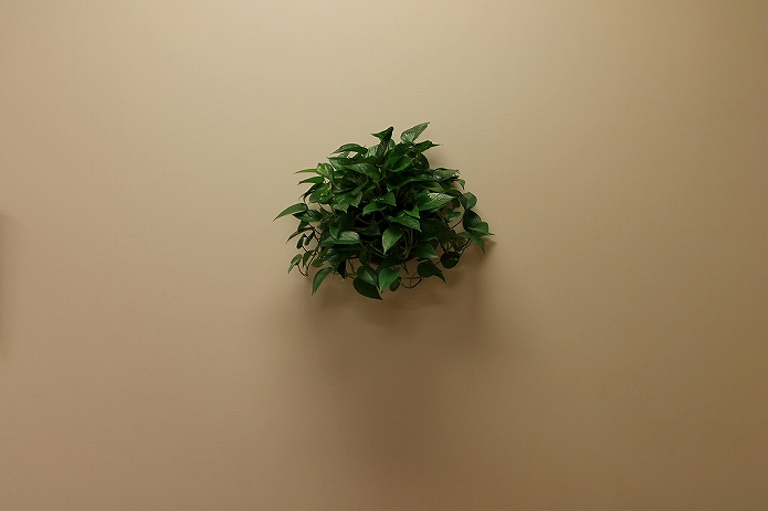 壁をおしゃれに観葉植物を飾って有効活用!壁掛けプランター・鉢・ガーデニングポットの使い方009
