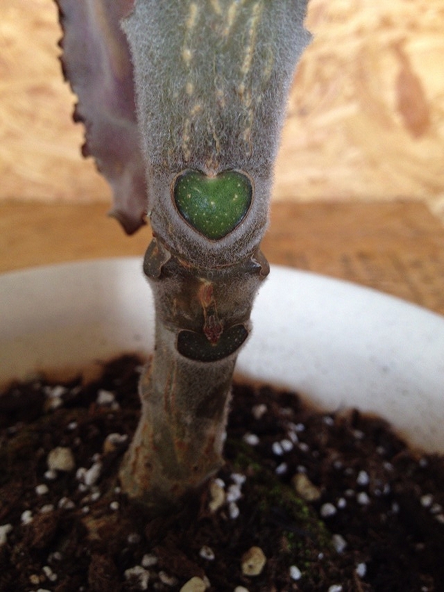 枝が取れると、そこにはハート型が出てきた観葉植物