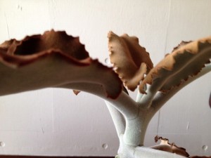 葉っぱも枝も幹も産毛でフワフワ かわいい観葉植物の名前は?006