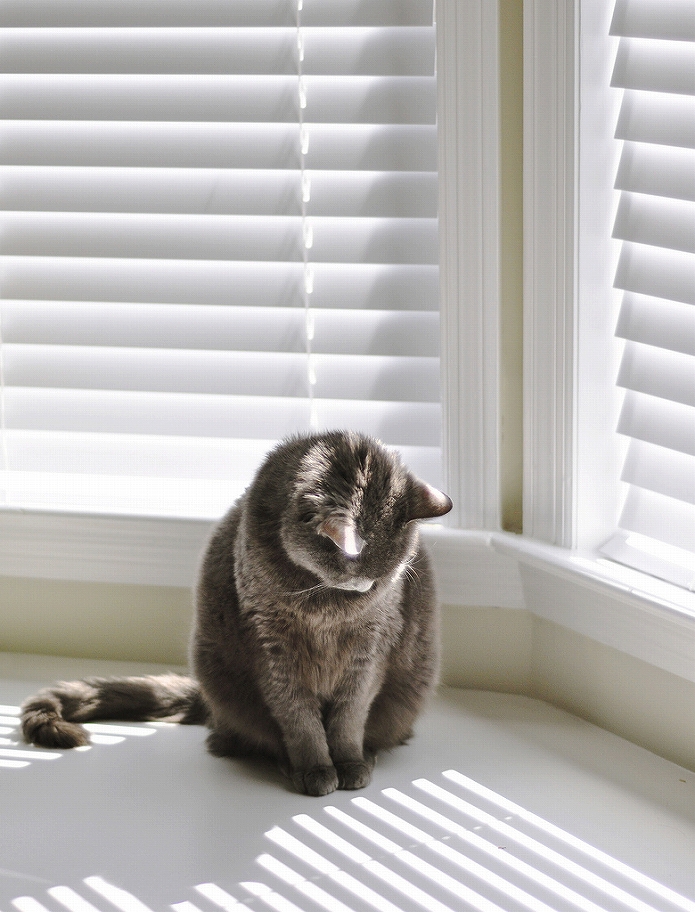 猫も見続けてしまうブラインドの影
