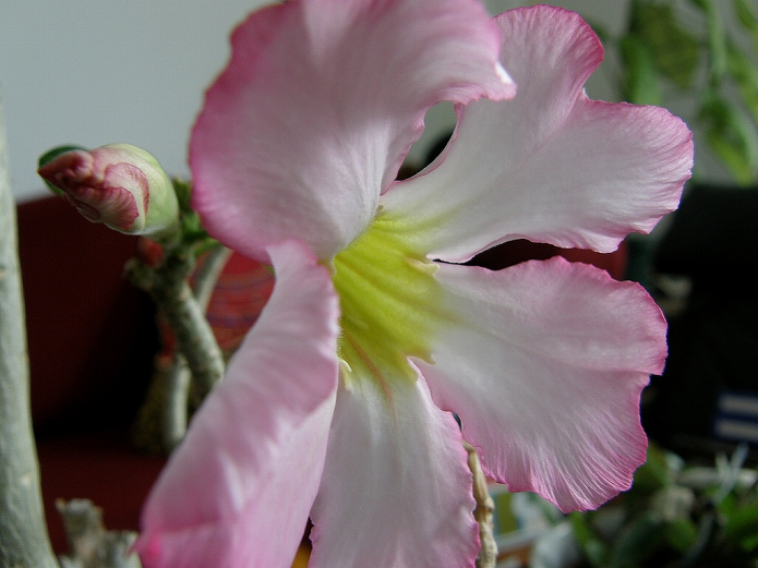 砂漠のバラのアデニウムが咲かす美しいお花のアップ
