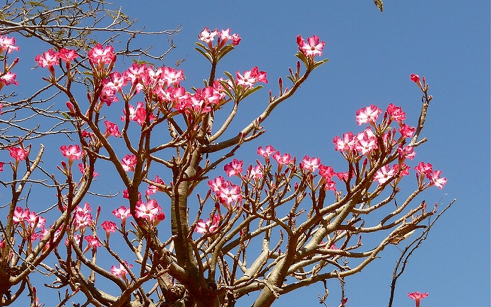 砂漠ではこんな風にのびのびと育って綺麗な花を咲かせる
