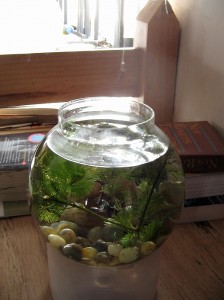 参考になるおうちカフェインテリア　水槽