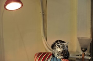 猫ちゃん　キャットタワー