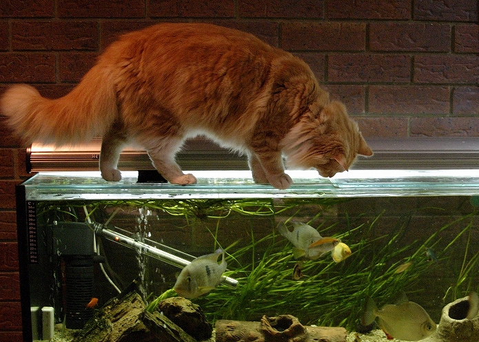 おうちカフェ併設水族館オープン