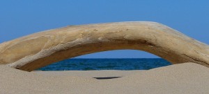灼熱の中にたどり着いた流木