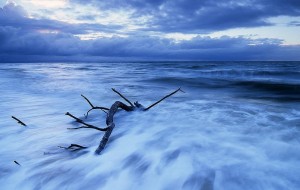極寒の地へとにたどり着いた流木