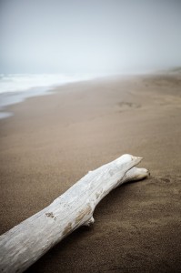 流木の孤独