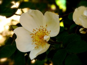 花粉症に効きやすいローズヒップティー000