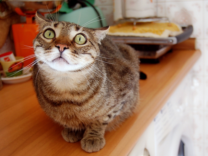 ねこもウサギも癒される おしゃれなキッチン