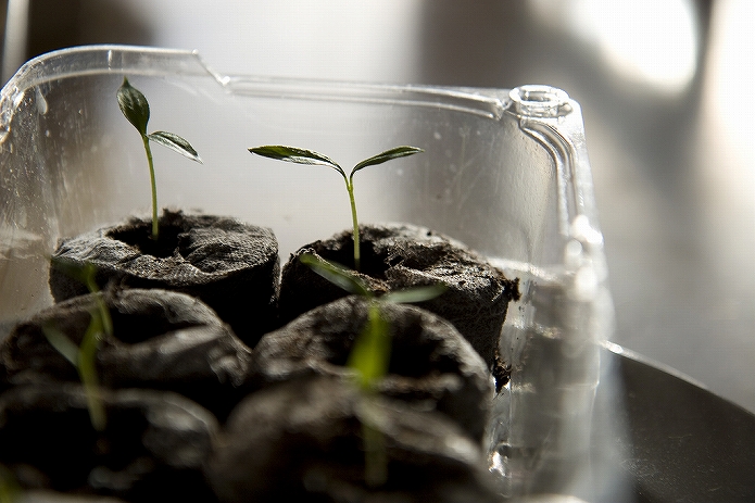 観葉植物をインテリアに 参考になる画像001
