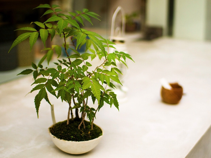 観葉植物をインテリアに 参考になる画像000
