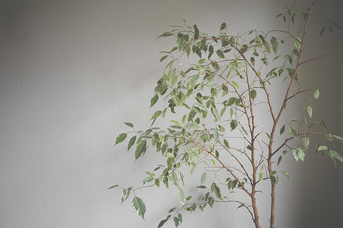 観葉植物をインテリアに 参考になる画像007
