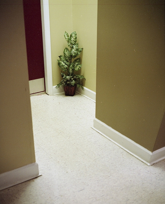 観葉植物をインテリアに 参考になる画像003