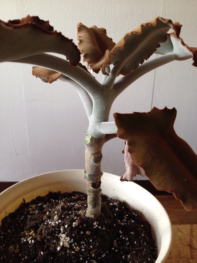 葉っぱも枝も幹も産毛でフワフワ　かわいい観葉植物の名前は？