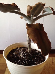 葉っぱも枝も幹も産毛でフワフワ　かわいい観葉植物の名前は？007