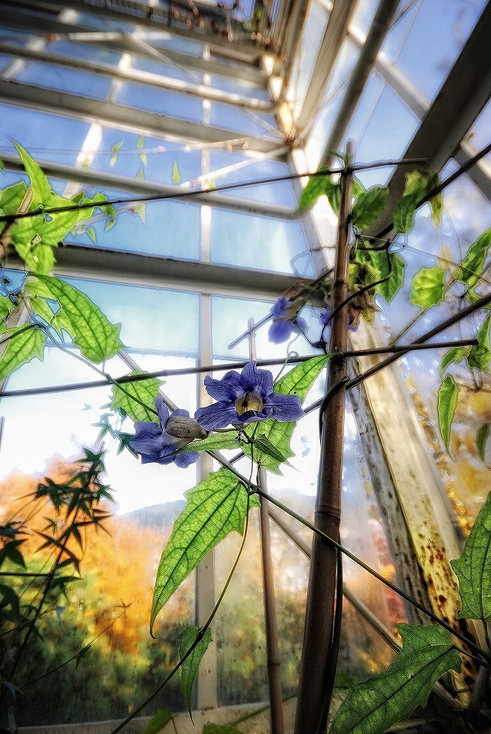 吹き抜けや窓際に観葉植物を置くとおしゃれになる08