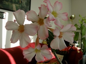 砂漠のバラ(薔薇)アデニウム・オベスム育て方簡単な観葉植物
